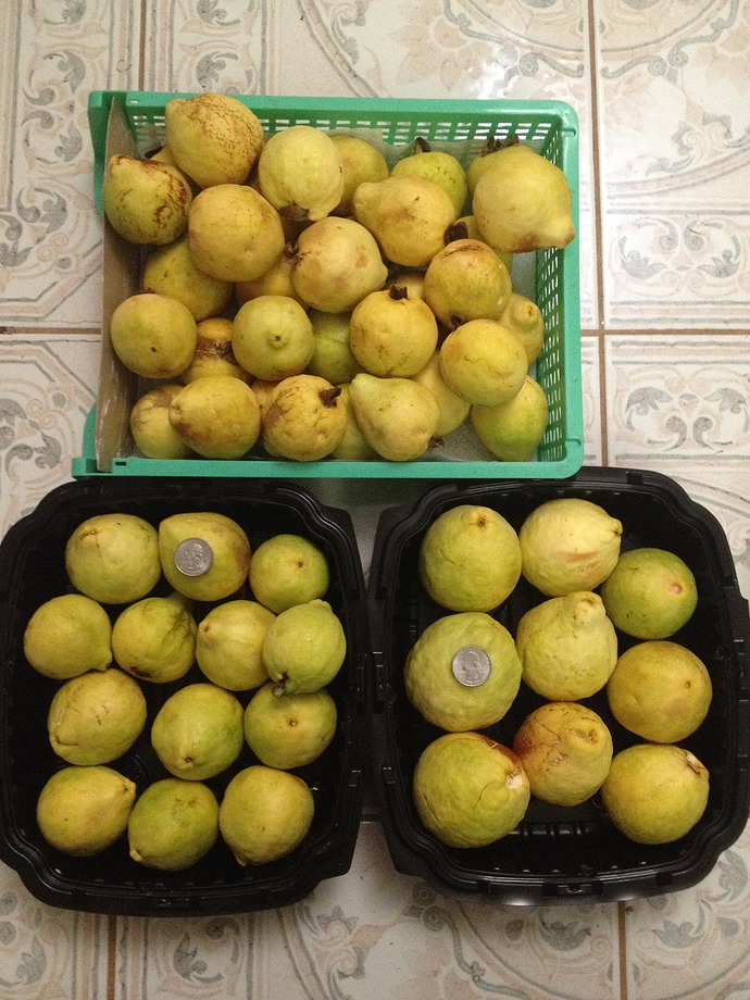 Pink%20guava%20%20%20%20