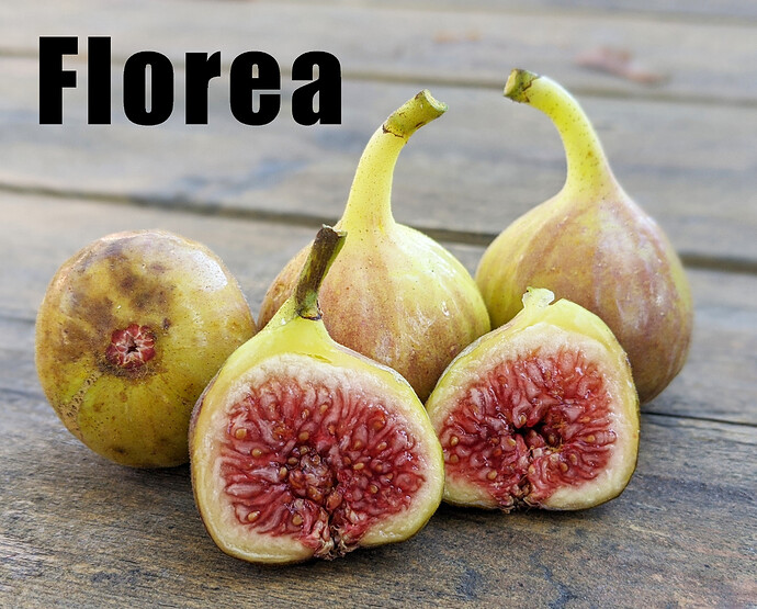 Florea