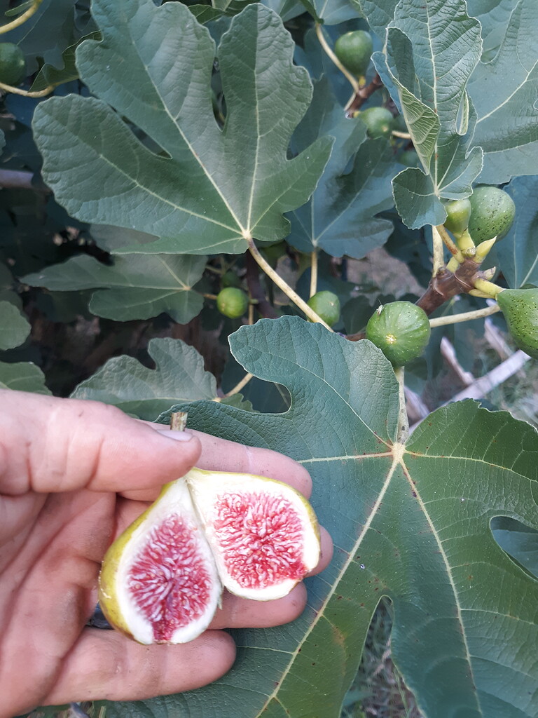 Fig identification? General Fruit Growing Growing Fruit