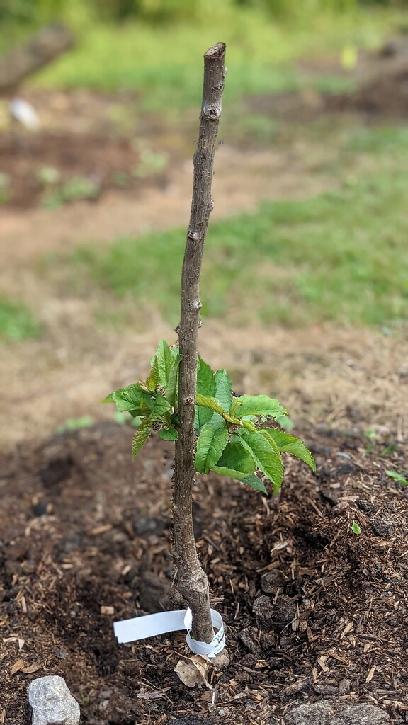 First year cherry/apple trees budding low General Fruit Growing