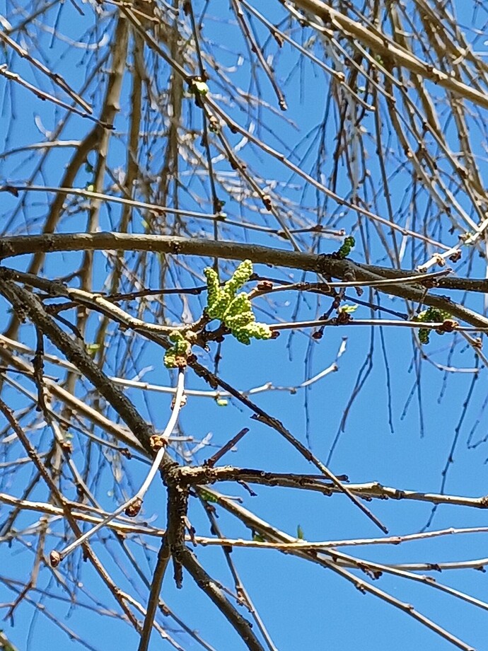 Screenshot_20240413_223311_Gallery