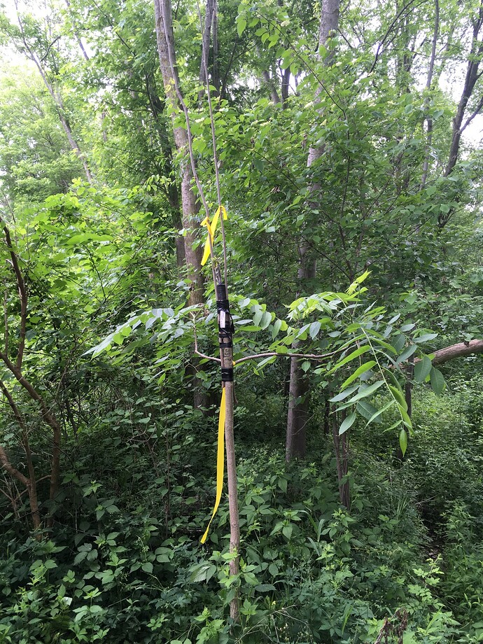 Pearl heartnut 2022 graft 1 002