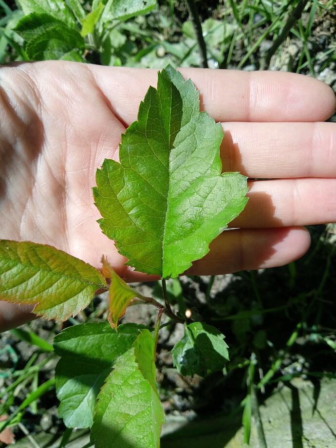 IMG_20240515_120050_317