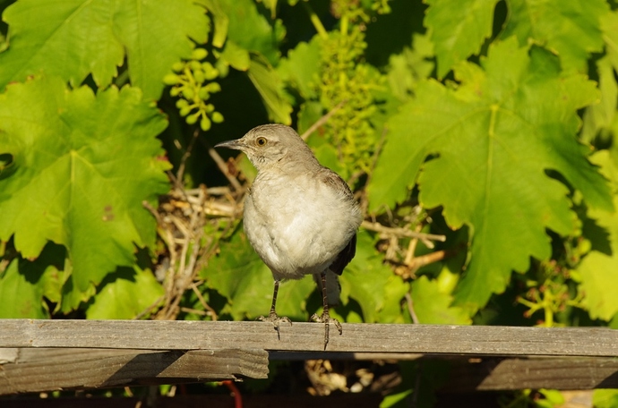 Mrs Mockingbird nest in grapes 02