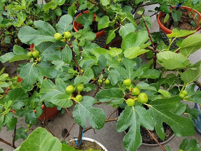 16259503151434464982144969859803