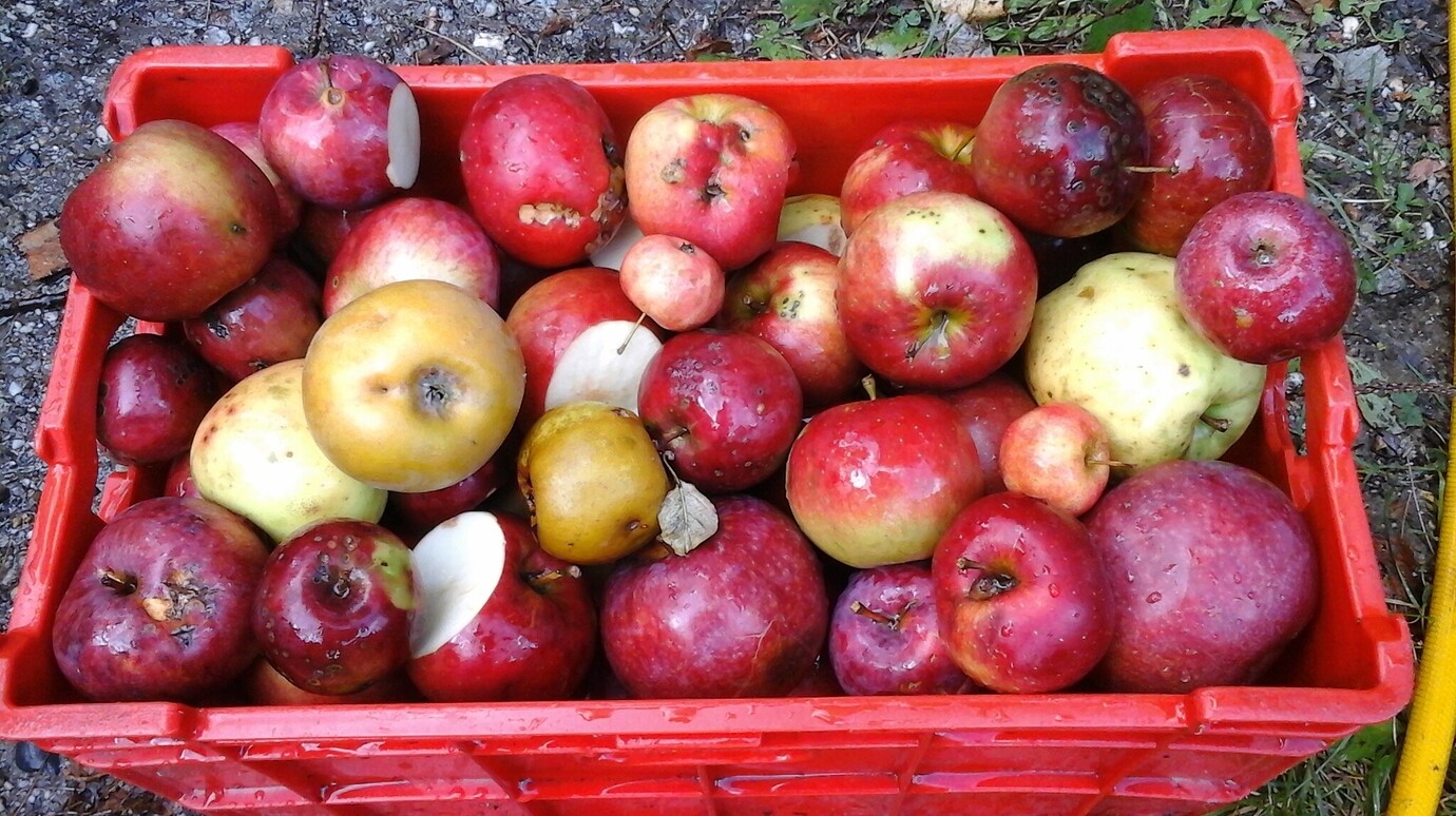Hard cider Cider Growing Fruit