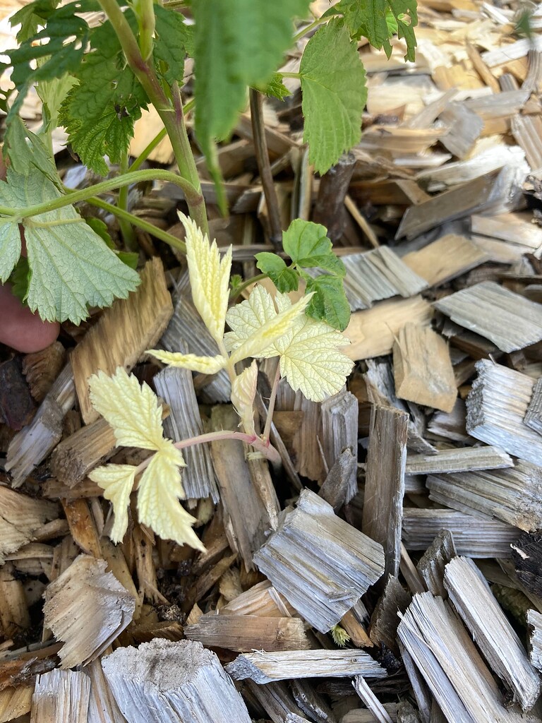 Albino? Raspberry leaves - General Fruit Growing - Growing Fruit