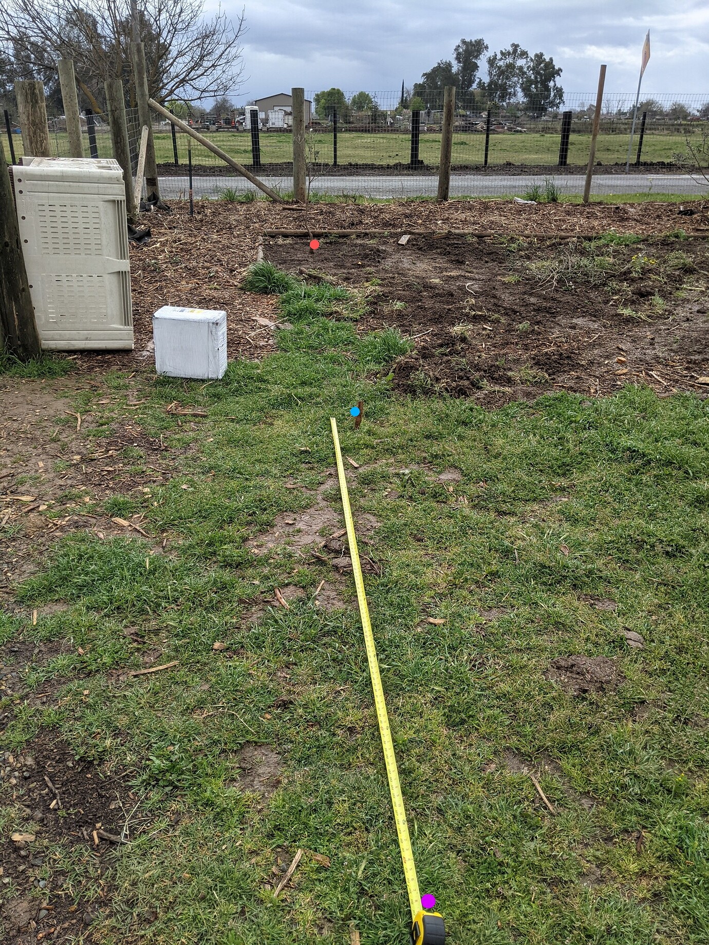 Pineapple guava roots General Fruit Growing Growing Fruit