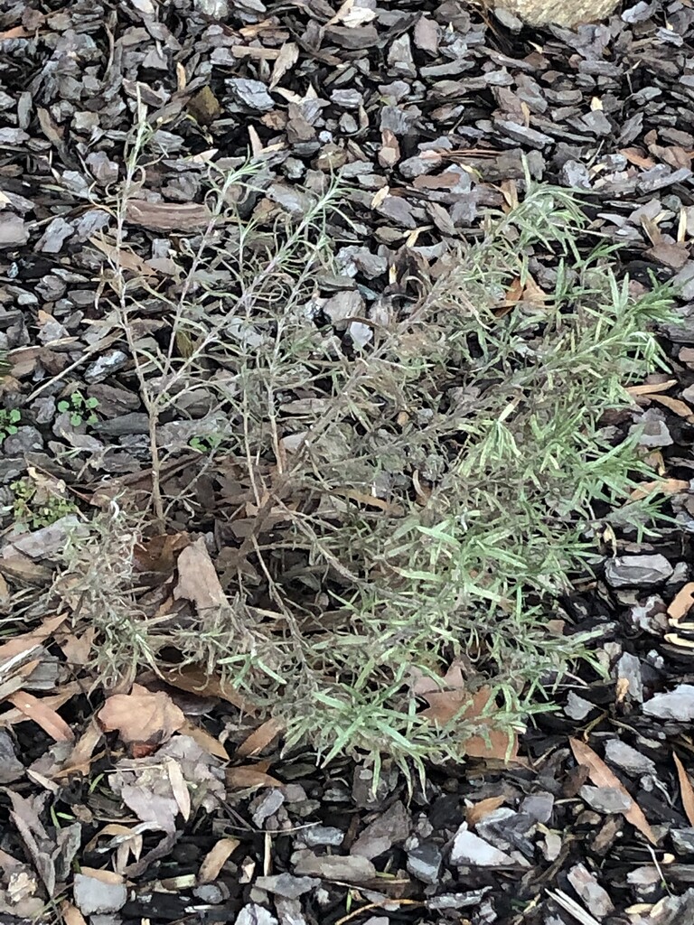 Hardiness of ‘Arp’ rosemary vs species General Gardening Growing Fruit