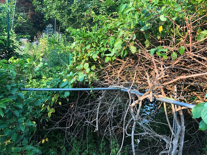 Kiwi_male_pruned_06-13-2023