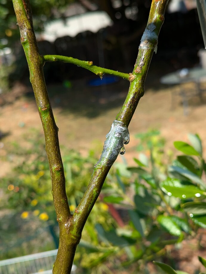 PXL_20240727_174305596