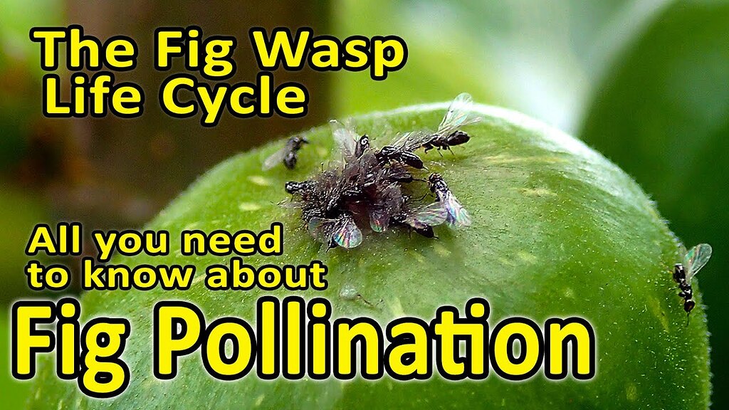 Video Fig Pollination Why and How General Fruit Growing Growing