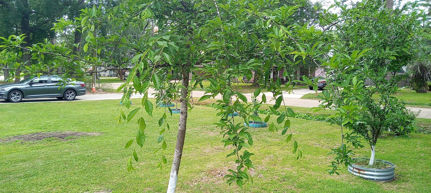 Santa rosa plum tree not producing General Fruit Growing Growing Fruit