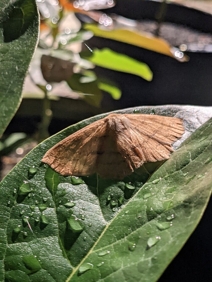 PXL_20221015_055333052.NIGHT