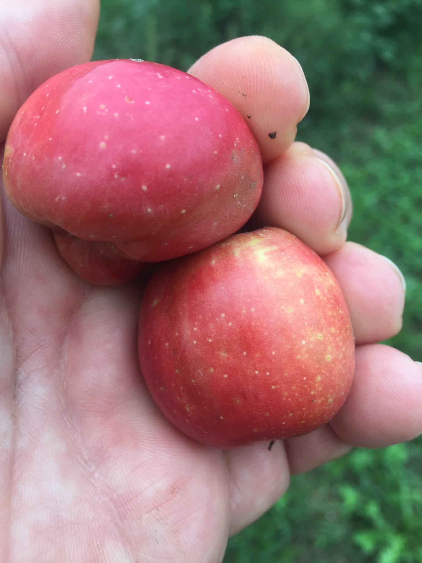 Best tasting apples General Fruit Growing Growing Fruit