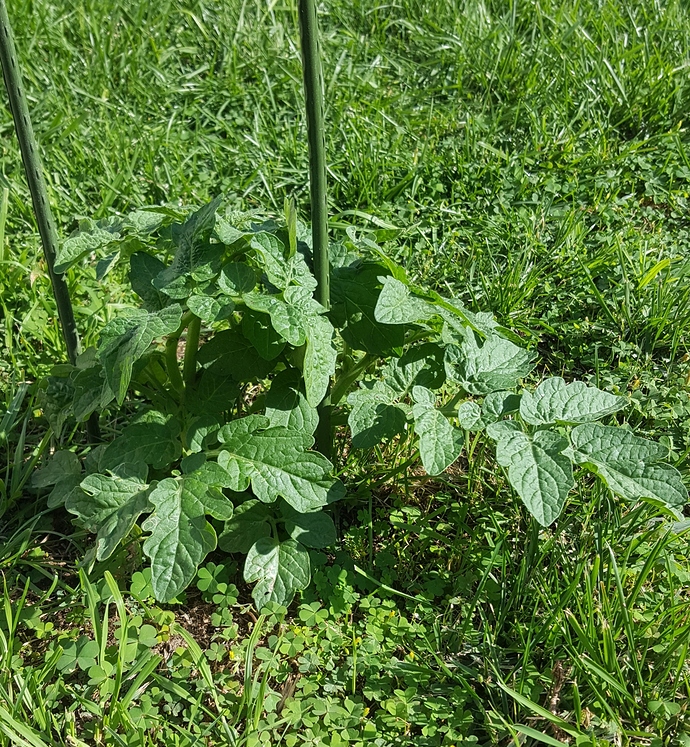 Tomato%20volunteer%2020181014