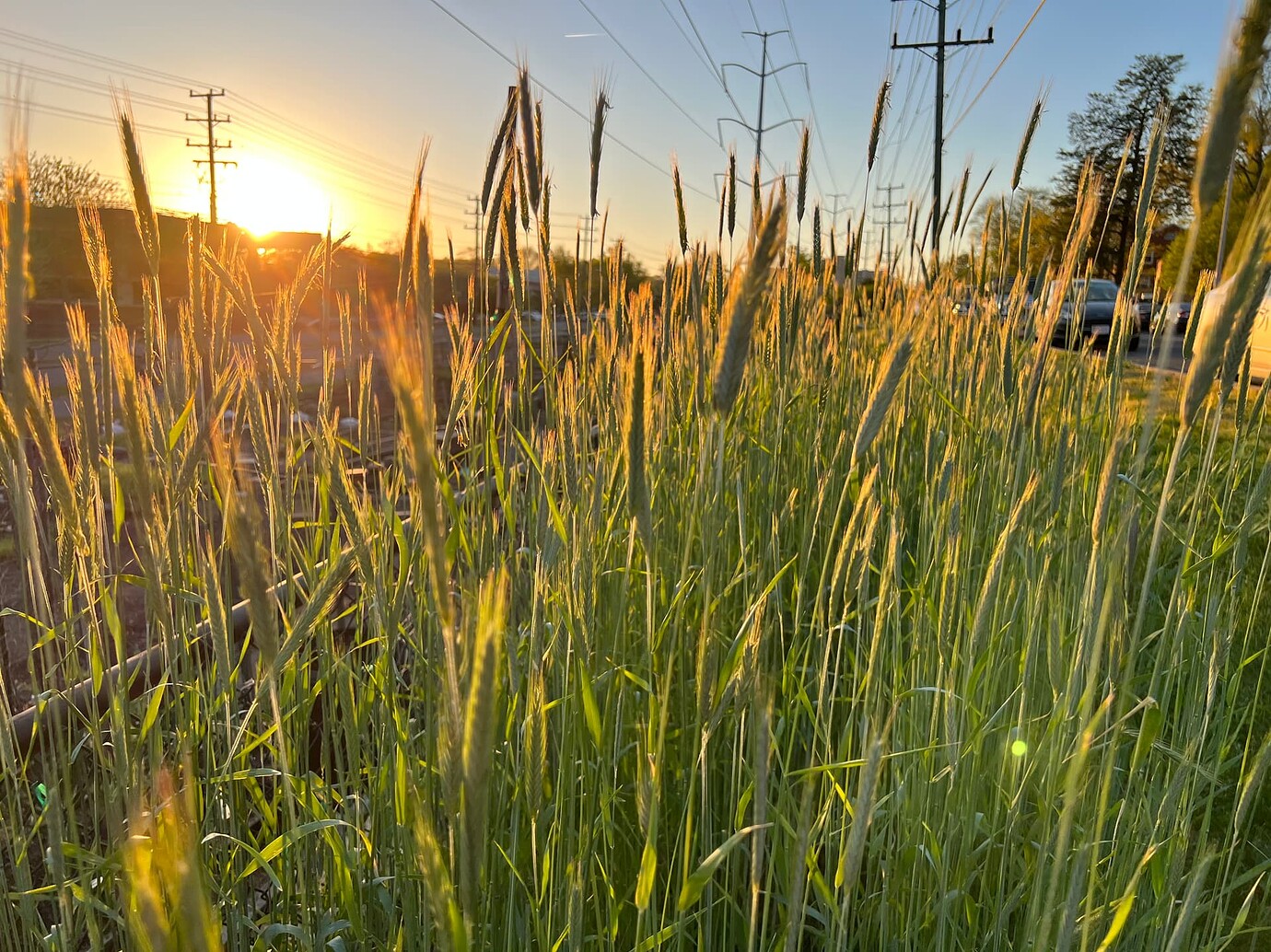 Fall Rye Harvest When is rye ready to harvest? - General Gardening - Growing Fruit