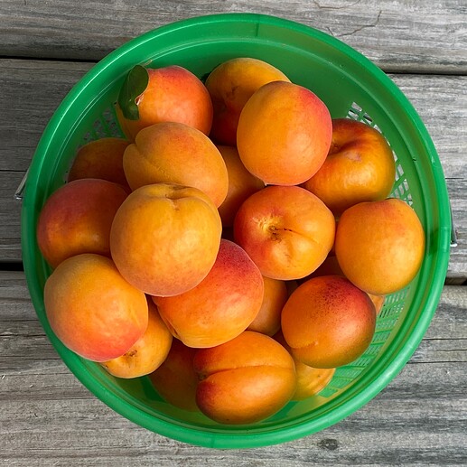 Basket'o'Harcots