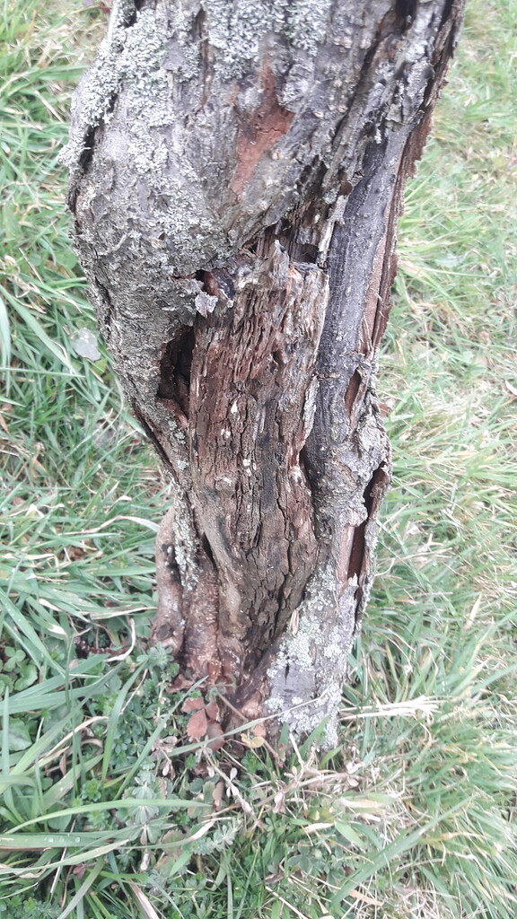 Damaged trunk on plum General Fruit Growing Growing Fruit