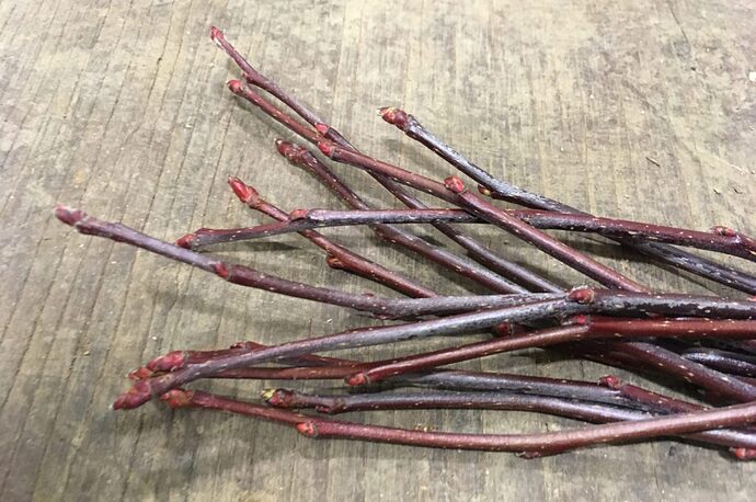 Scionwood Exchange - MOFGA - General Fruit Growing - Growing Fruit