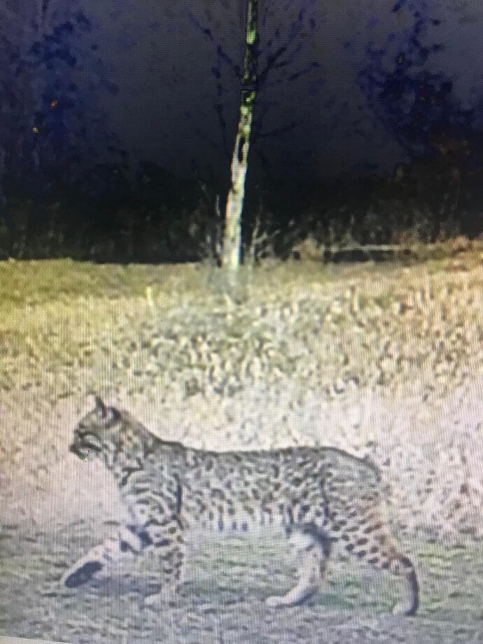 Bobcat Mercer County IL
