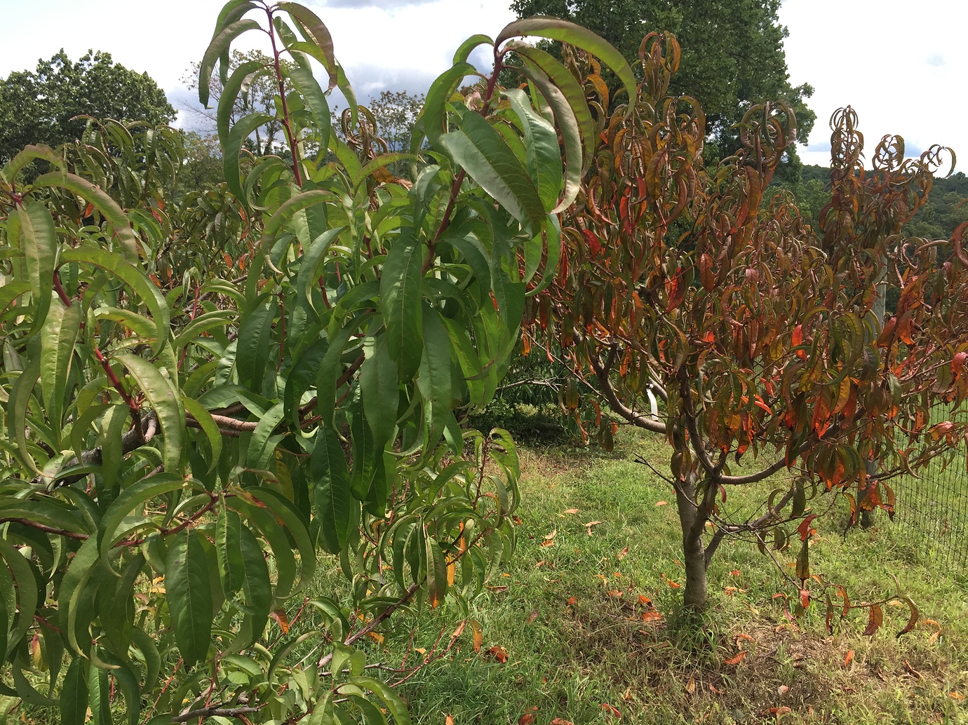 Peach leaves turning red - General Fruit Growing - Growing Fruit