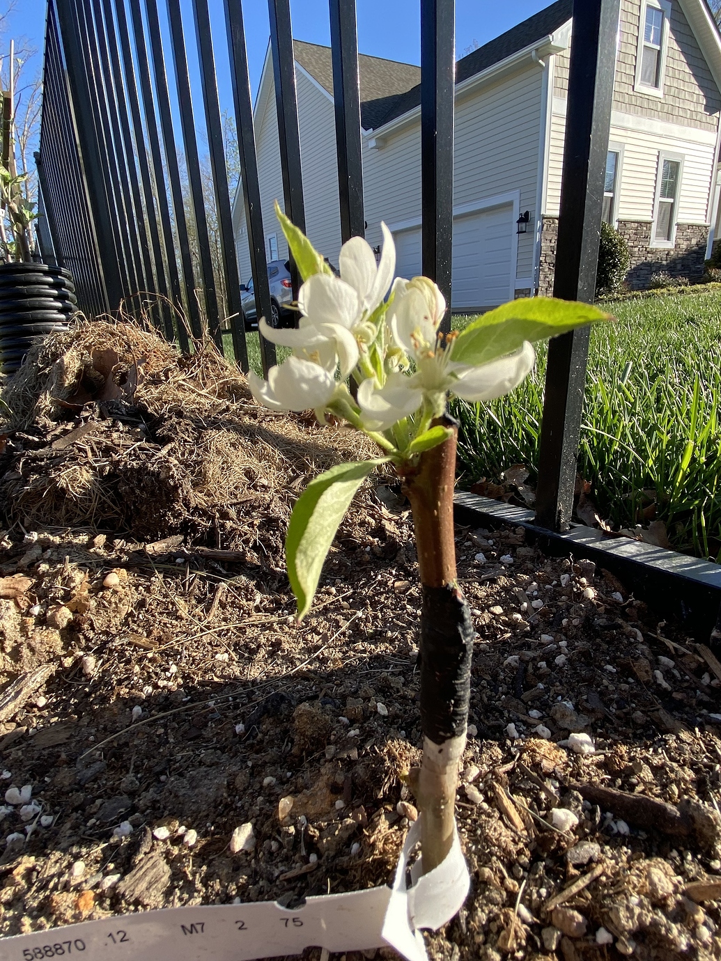 Flowering Scions General Fruit Growing Growing Fruit