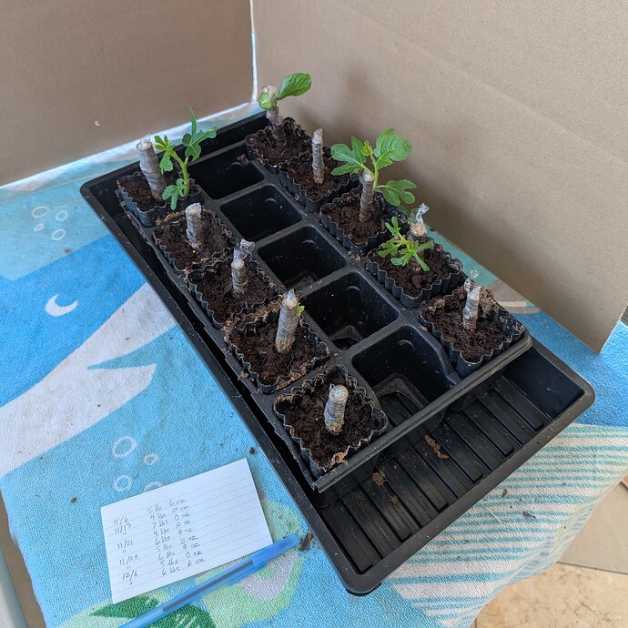 PXL_20241209_183854542