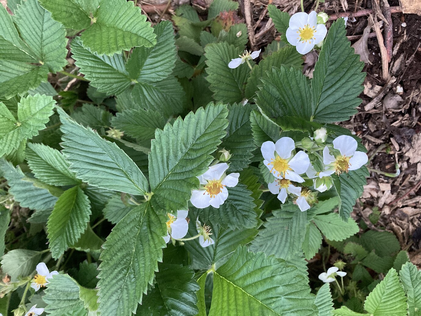 Fragaria virginiana - General Fruit Growing - Growing Fruit