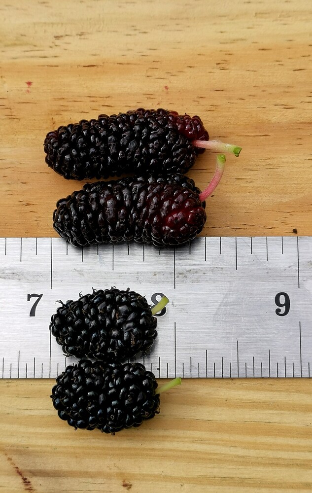 IMG_20210615_095312_edit_24668431738943