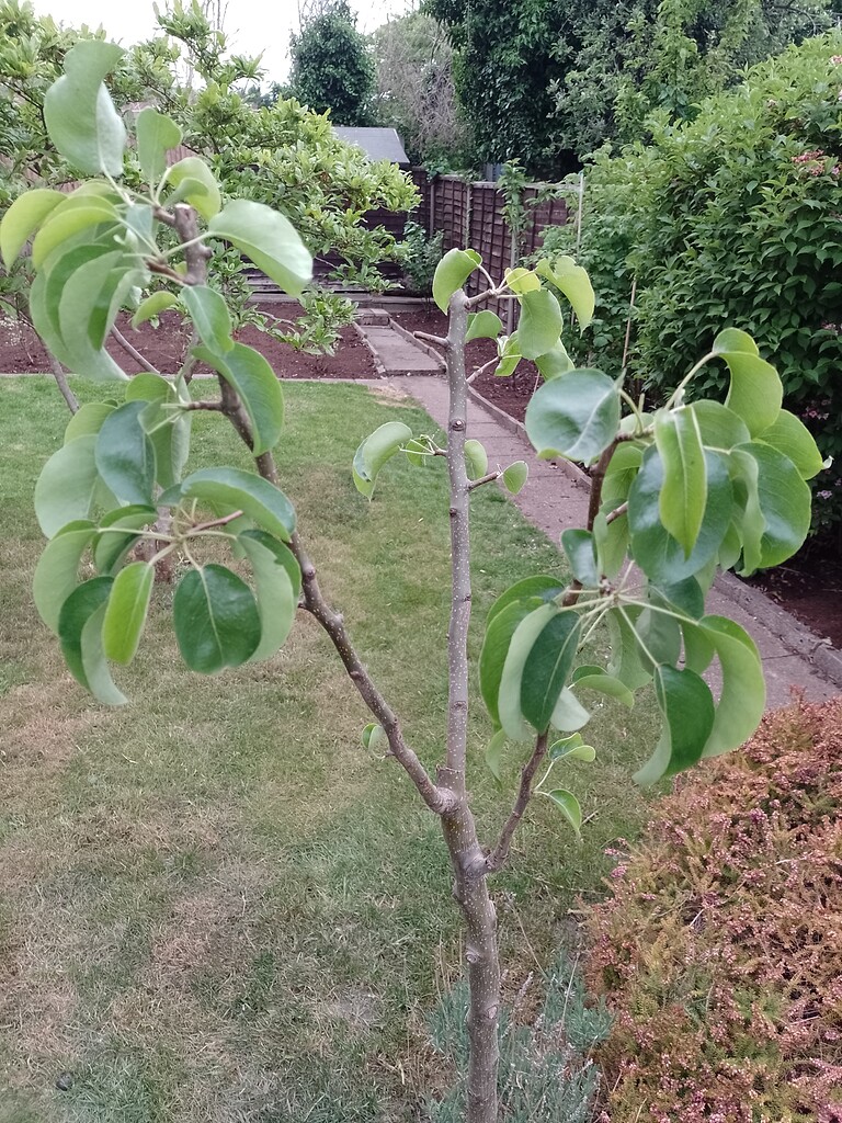 How to Prune new pear tree? (Odd structure) General Fruit Growing