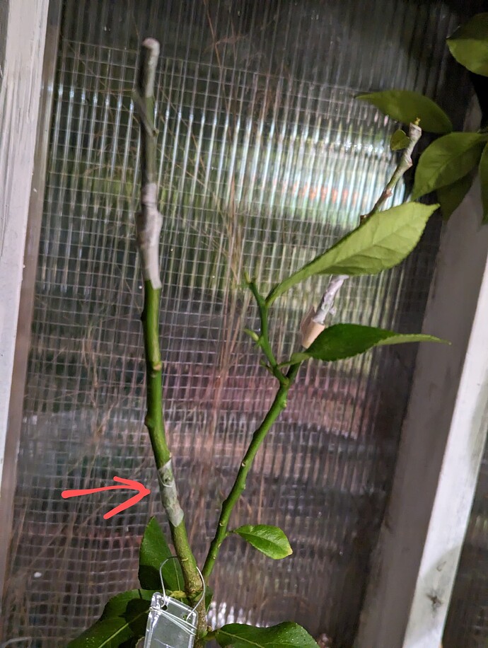 PXL_20230304_053951878.MP~2