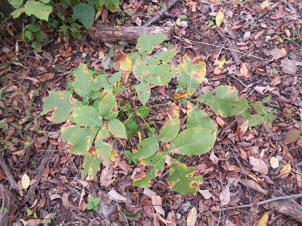 What Nut Trees in Northeast? General Fruit Growing Growing Fruit