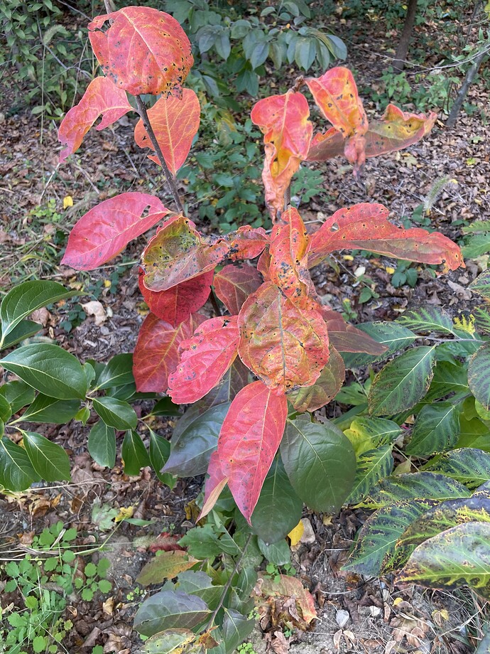 seedling persimmon color