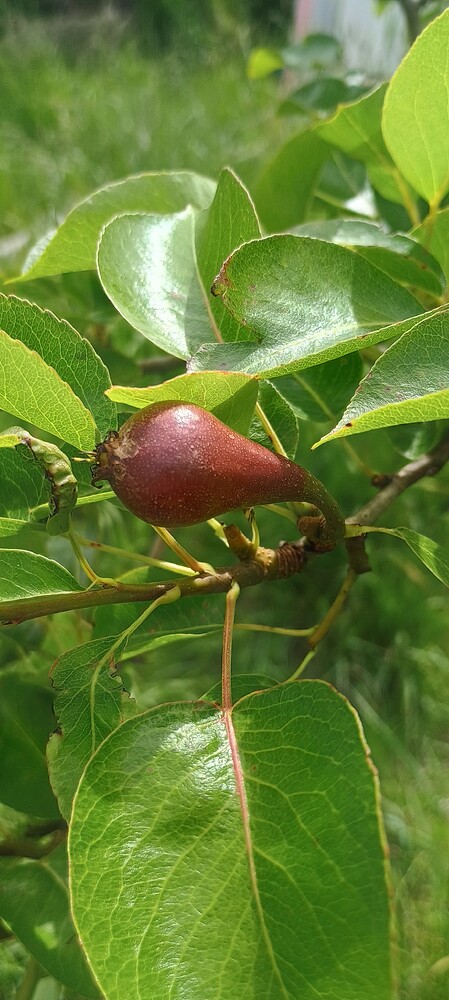 IMG_20250528_105554529_HDR