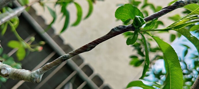 IMG_20250425_1440061