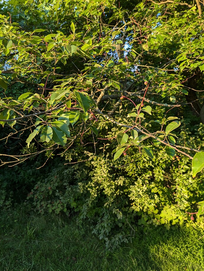 PXL_20240707_235325081