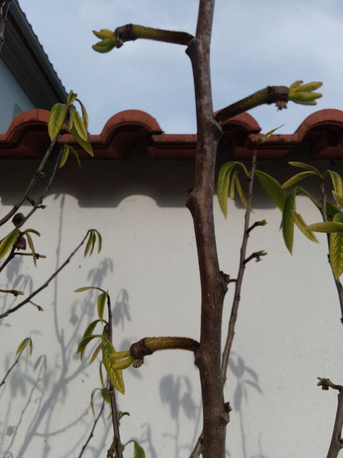 IMG_20210424_182558