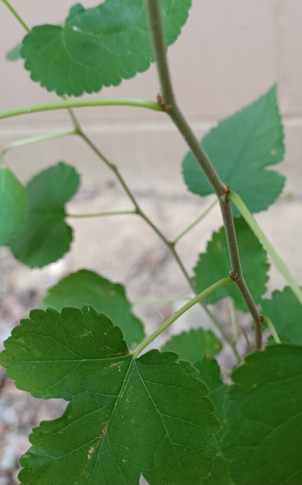 Screenshot_20240912_135847_Gallery