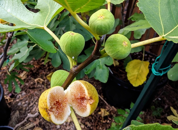 Salem%20White%2008-25-2019