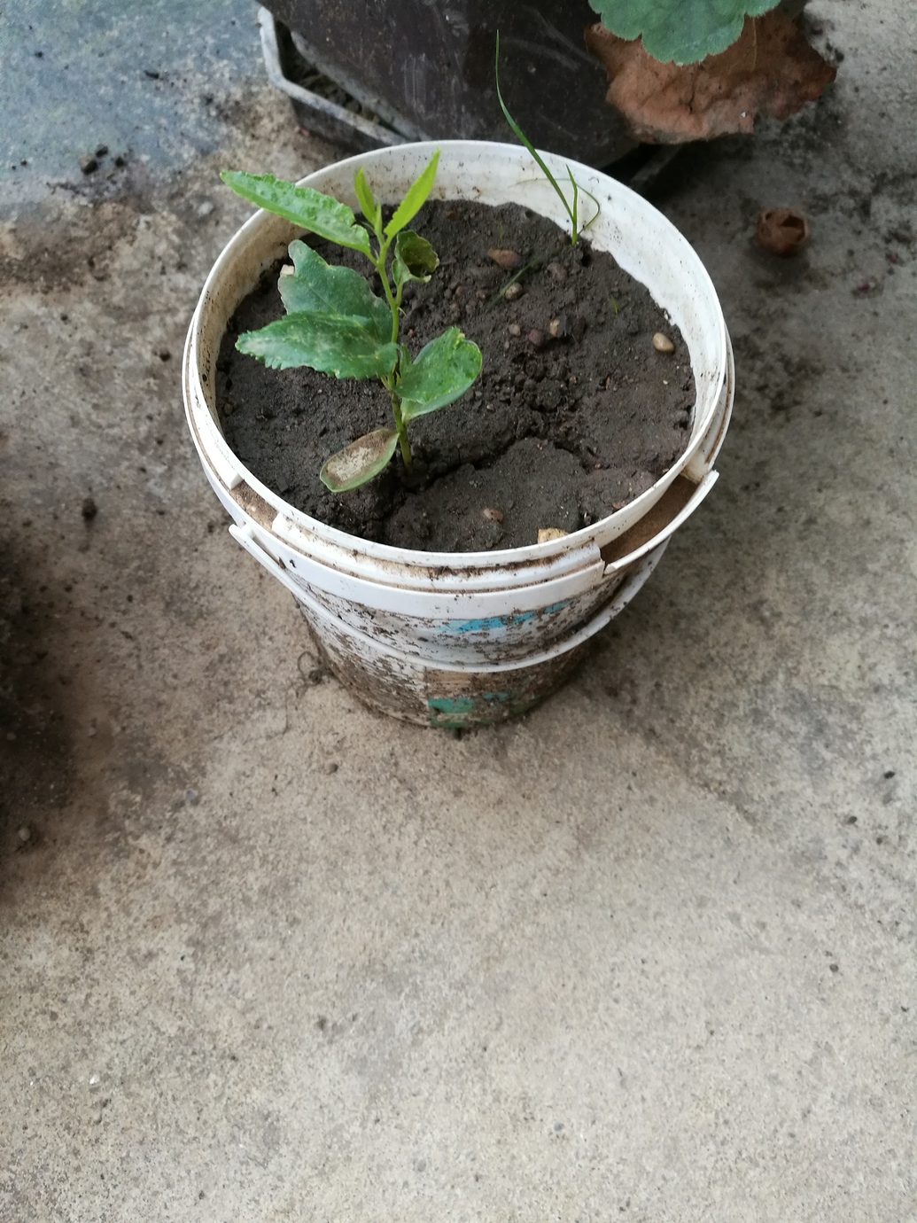 Jujube from seed Pictures! Growing Fruit