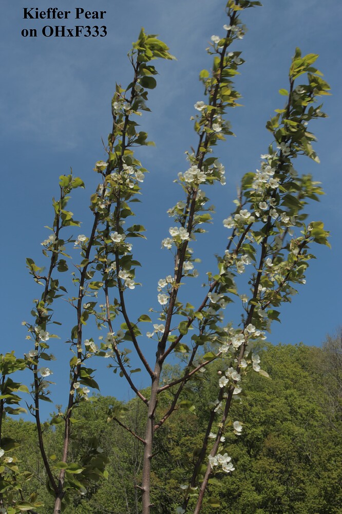 Kieffer Pear (1)