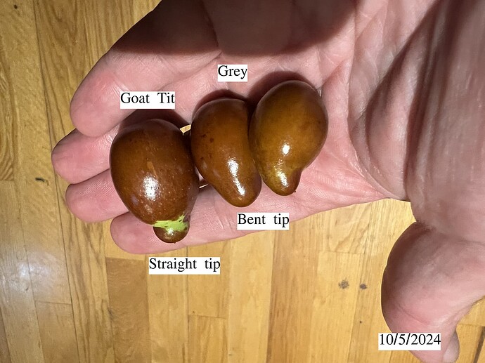 Jujube_tip_ph_10-05-2024