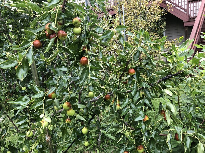 Honey_Jar_09-28-2021