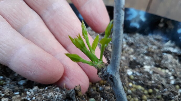 Coco Cutting Growth 4-13-23