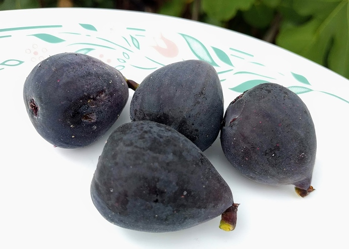 Negrone%2009-01-2019