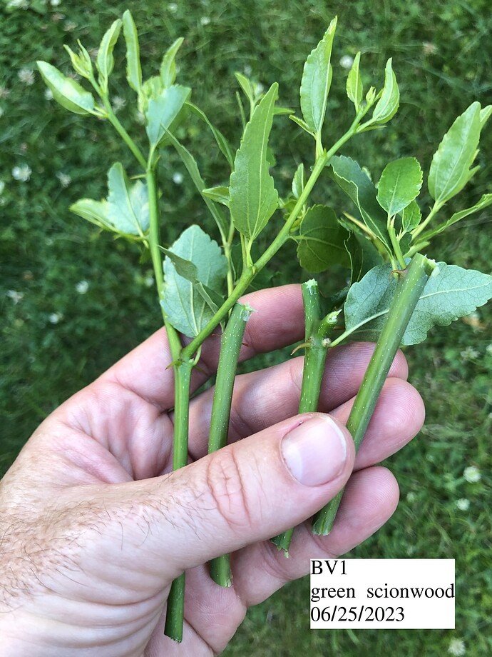 Green_scionwood_06-25-2023
