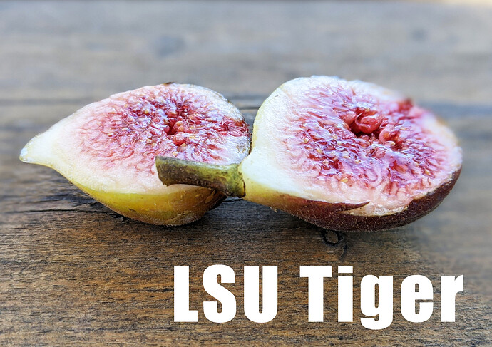 LSU Tiger2