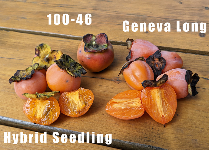 Hybrid%20Persimmon