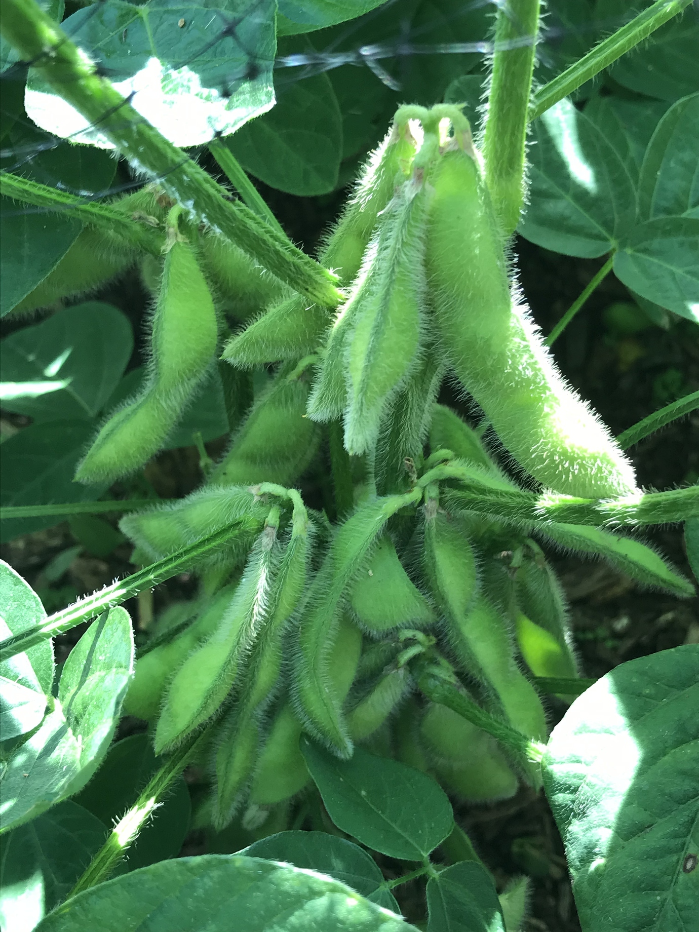 Grow Edamame or Soybean in Pot General Gardening Growing Fruit